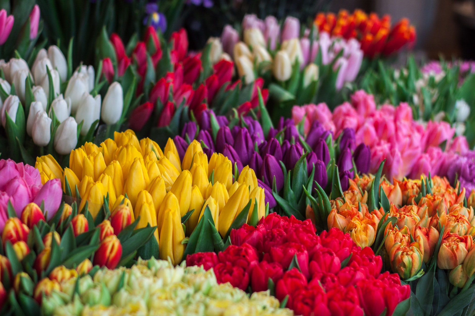 Wysyłka kwiatów - tulipany
